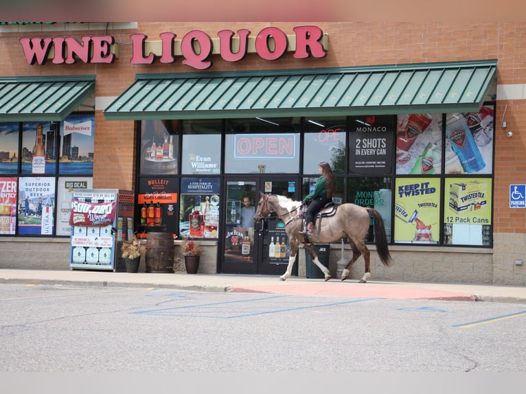 American Quarter Horse Gelding 12 years Tobiano-all-colors in Highland MI