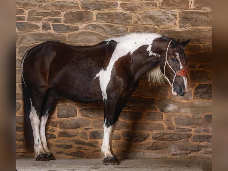 American Quarter Horse Gelding 12 years Tobiano-all-colors in Everette PA