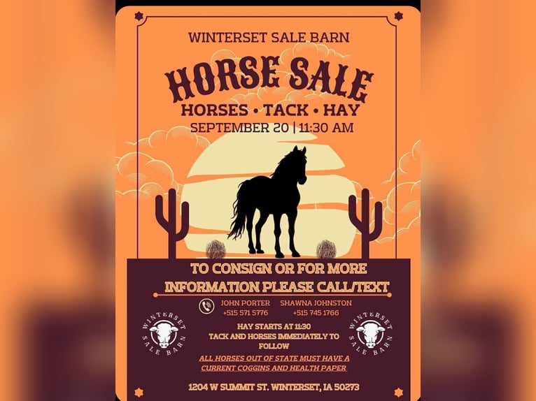 American Quarter Horse Gelding 12 years in Winterset