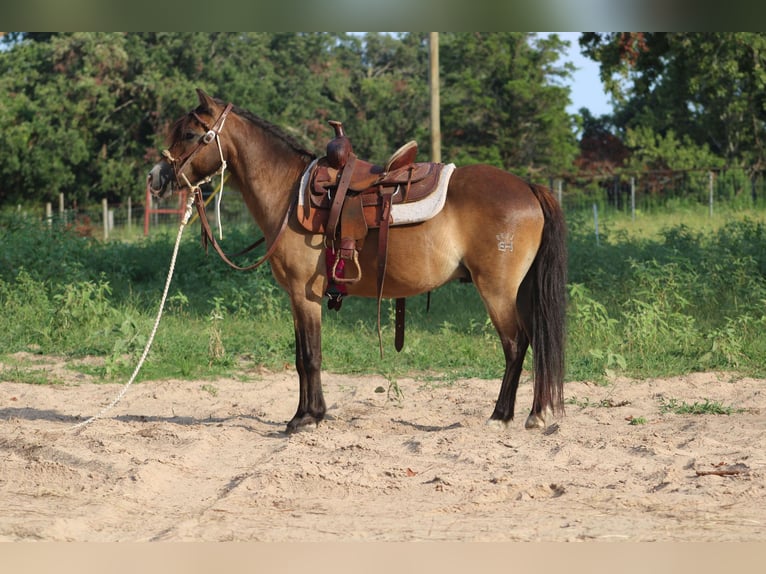 American Quarter Horse Gelding 13 years 11,1 hh Buckskin in Willis POint TX