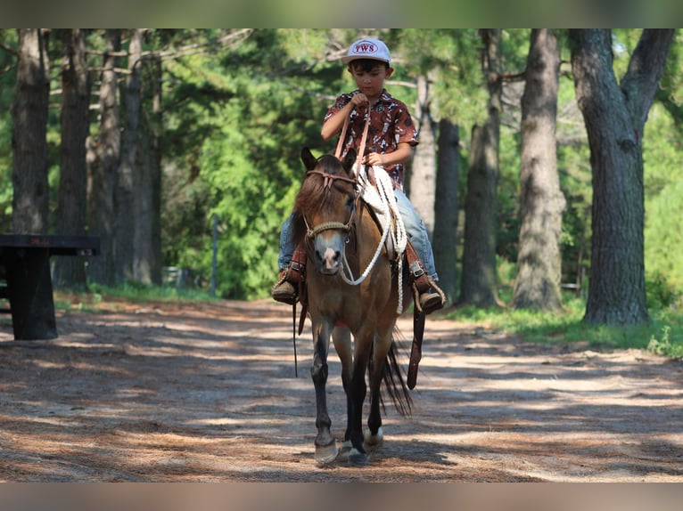American Quarter Horse Gelding 13 years 11,1 hh Buckskin in Willis POint TX