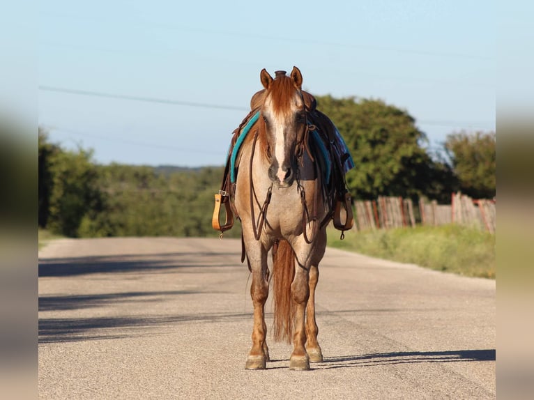 American Quarter Horse Gelding 13 years 13,2 hh Roan-Red in Stephenville TX