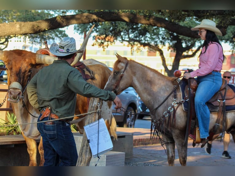 American Quarter Horse Gelding 13 years 13,2 hh Roan-Red in Stephenville TX