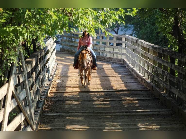 American Quarter Horse Gelding 13 years 13,2 hh Roan-Red in Stephenville TX