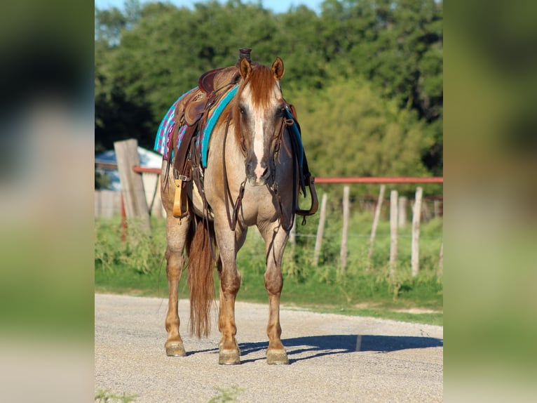 American Quarter Horse Gelding 13 years 13,2 hh Roan-Red in Stephenville TX