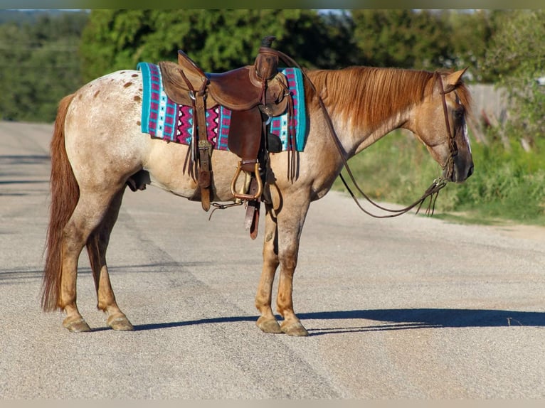 American Quarter Horse Gelding 13 years 13,2 hh Roan-Red in Stephenville TX