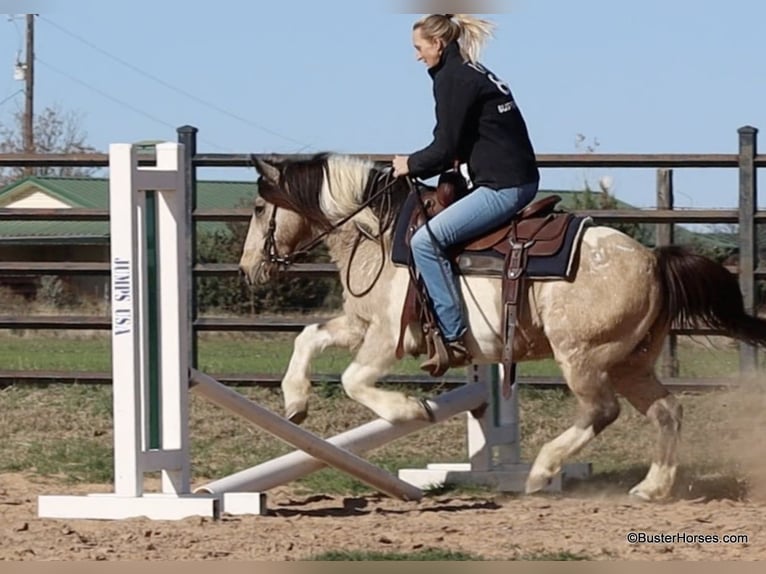 American Quarter Horse Gelding 13 years 13,2 hh Tobiano-all-colors in Weatherford TX