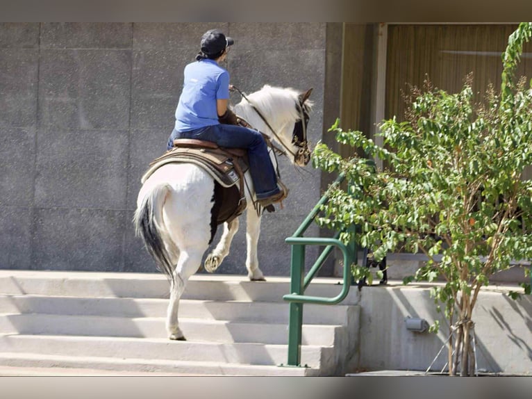 American Quarter Horse Gelding 13 years 13 hh Tobiano-all-colors in Canton TX