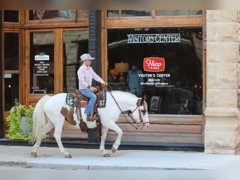 American Quarter Horse Gelding 13 years 13,2 hh Tobiano-all-colors in Stephenville TX