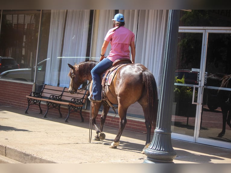 American Quarter Horse Gelding 13 years 13,3 hh Bay in Rusk TX