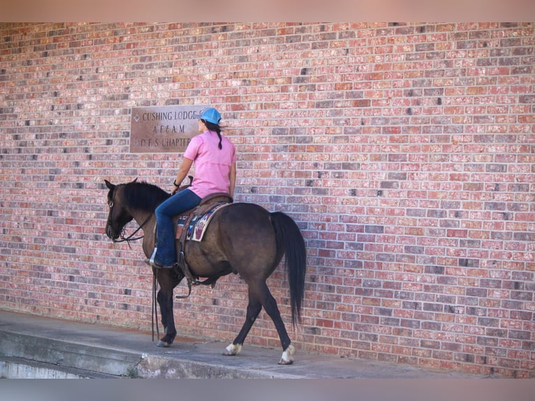 American Quarter Horse Gelding 13 years 13,3 hh Bay in Rusk TX