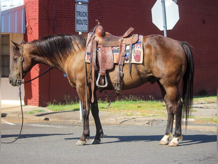 American Quarter Horse Gelding 13 years 13,3 hh Bay in Rusk TX
