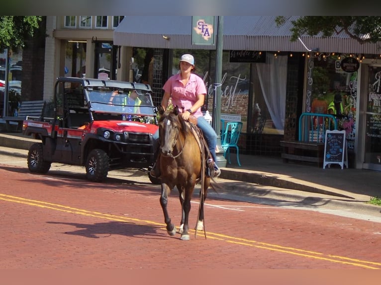 American Quarter Horse Gelding 13 years 13,3 hh Bay in Rusk TX