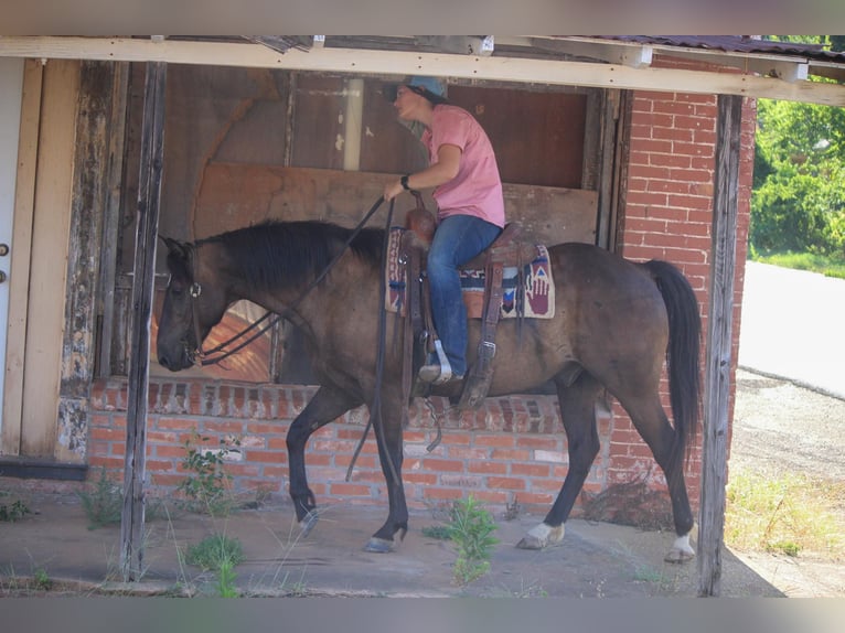 American Quarter Horse Gelding 13 years 13,3 hh Bay in Rusk TX