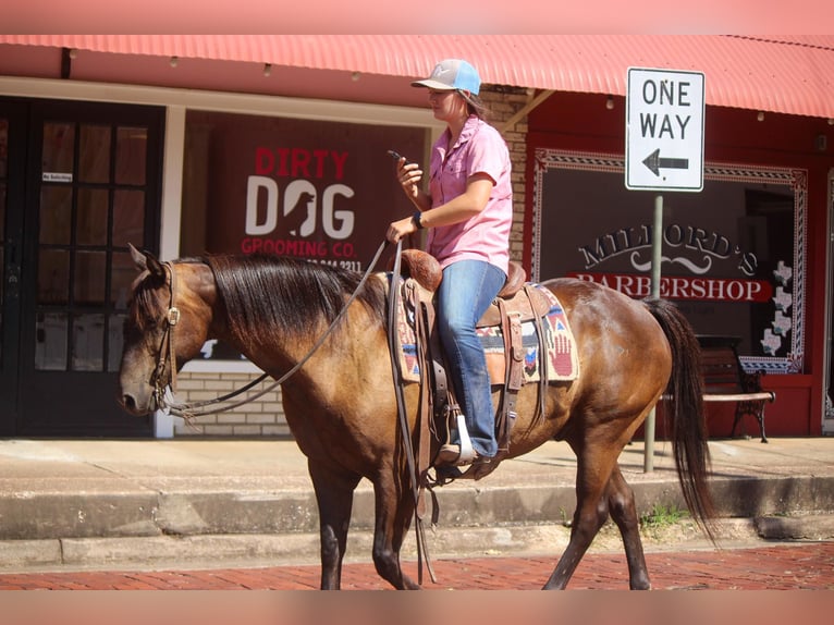 American Quarter Horse Gelding 13 years 13,3 hh Bay in Rusk TX