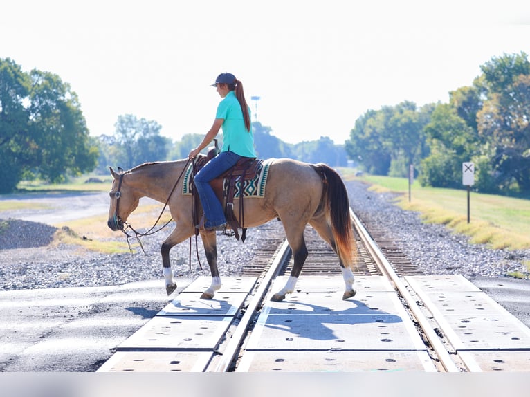American Quarter Horse Gelding 13 years 13,3 hh Buckskin in Forney American Quarter Horse Gelding 13 years 13,3 hh Buckskin in Forney