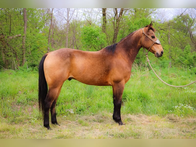 American Quarter Horse Gelding 13 years 14,1 hh Buckskin in Hillsboro KY