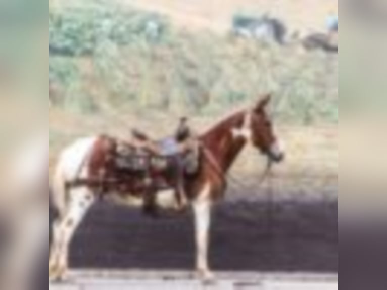 American Quarter Horse Gelding 13 years 14,1 hh Chestnut in Brooksville KY