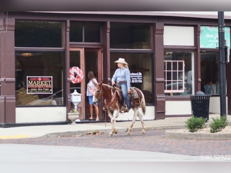 American Quarter Horse Gelding 13 years 14,1 hh Chestnut in Brooksville KY