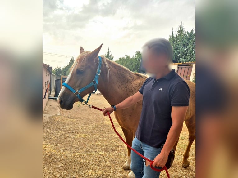 American Quarter Horse Mix Gelding 13 years 14.1 hh Palomino in Moralzarzal