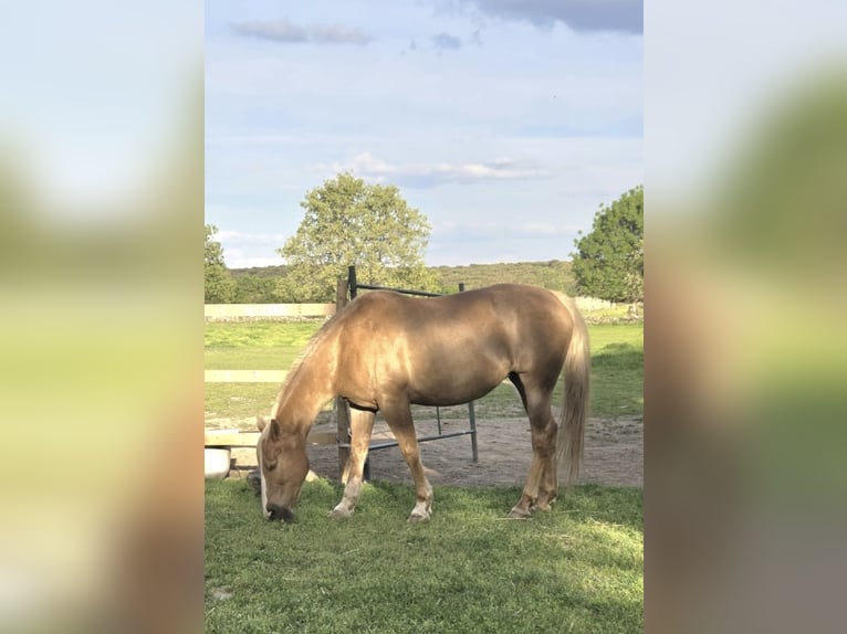 American Quarter Horse Mix Gelding 13 years 14.1 hh Palomino in Moralzarzal