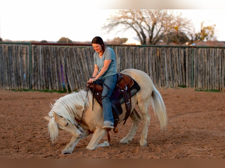 American Quarter Horse Gelding 13 years 14,1 hh Palomino in Lipan TX