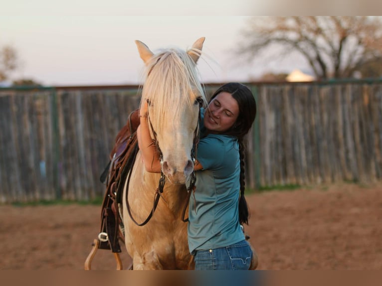 American Quarter Horse Gelding 13 years 14,1 hh Palomino in Lipan TX