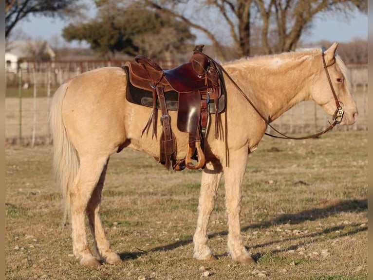 American Quarter Horse Gelding 13 years 14,1 hh Palomino in Lipan TX