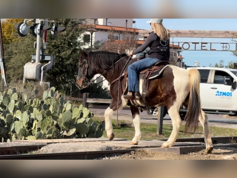 American Quarter Horse Gelding 13 years 14,1 hh Roan-Bay in Weatherford TX