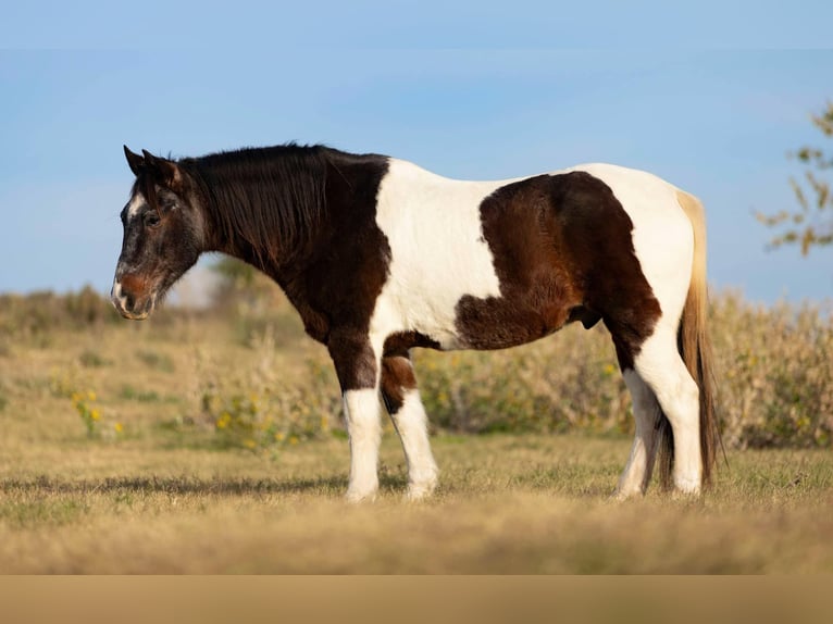 American Quarter Horse Gelding 13 years 14,1 hh Roan-Bay in Weatherford TX