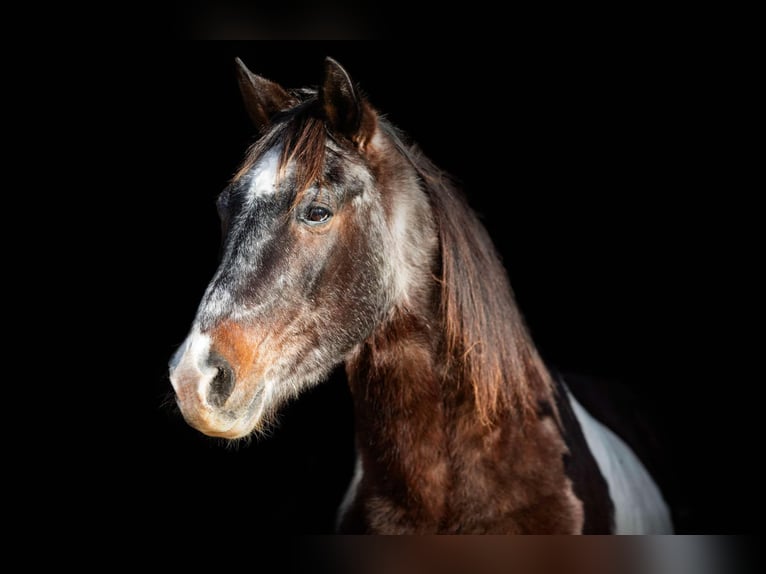 American Quarter Horse Gelding 13 years 14,1 hh Roan-Bay in Weatherford TX