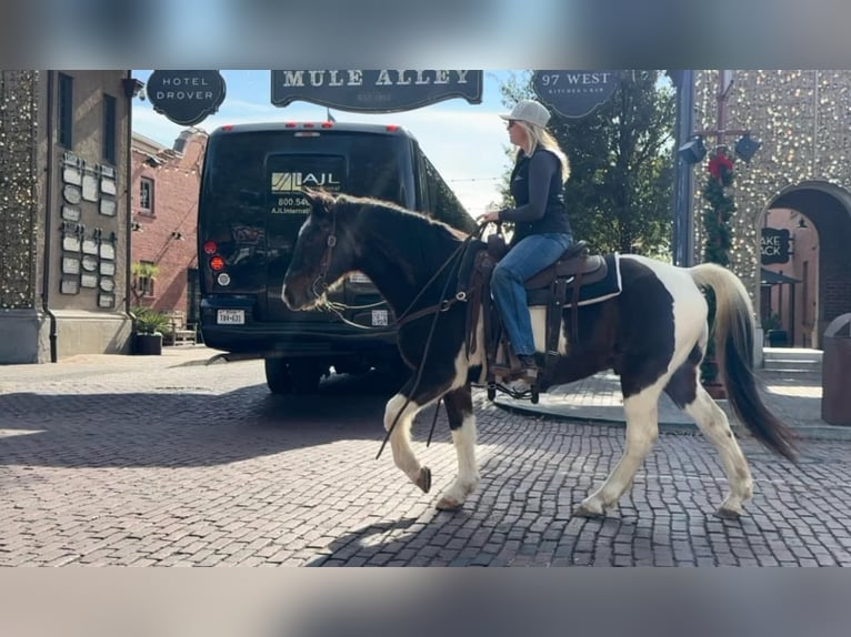 American Quarter Horse Gelding 13 years 14,1 hh Roan-Bay in Weatherford TX