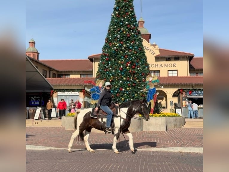 American Quarter Horse Gelding 13 years 14,1 hh Roan-Bay in Weatherford TX