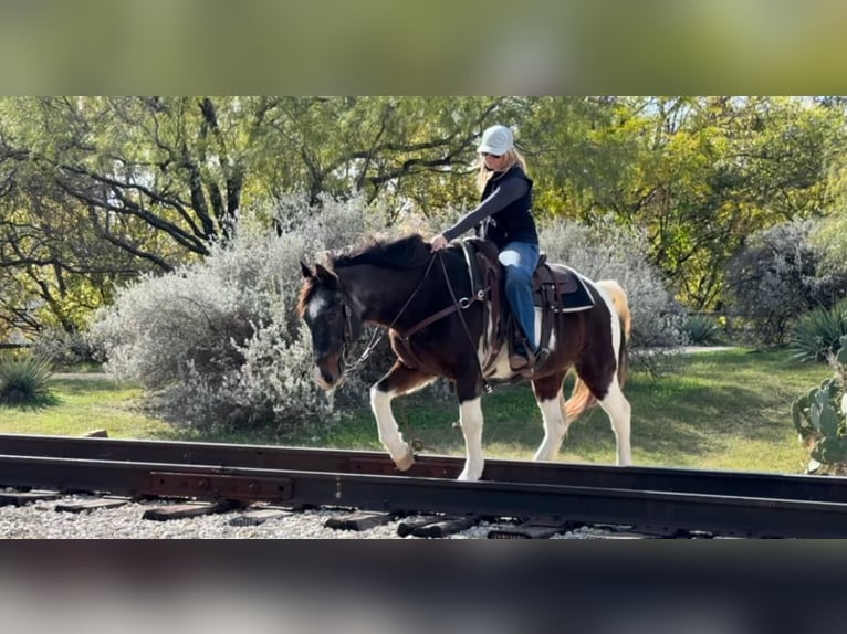 American Quarter Horse Gelding 13 years 14,1 hh Roan-Bay in Weatherford TX