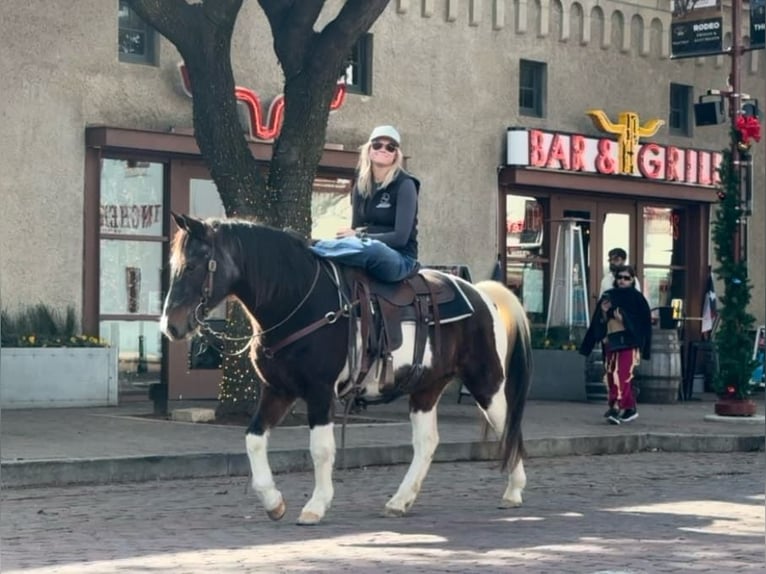 American Quarter Horse Gelding 13 years 14,1 hh Roan-Bay in Weatherford TX