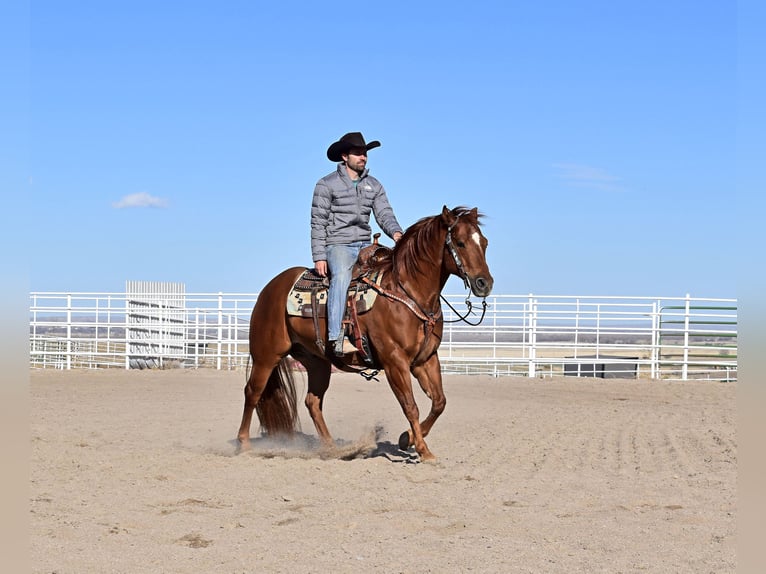 American Quarter Horse Gelding 13 years 14,1 hh Sorrel in Bayard, Nebraska
