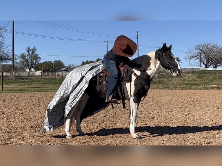 American Quarter Horse Gelding 13 years 14.1 hh Tobiano-all-colors in Weatherford TX