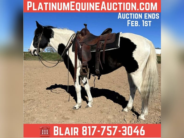 American Quarter Horse Gelding 13 years 14.1 hh Tobiano-all-colors in Weatherford TX