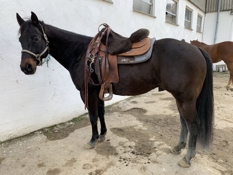 American Quarter Horse Gelding 13 years 14,2 hh Bay-Dark in Ottenhofen