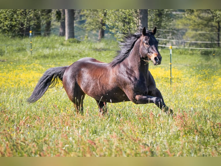 American Quarter Horse Gelding 13 years 14,2 hh Bay-Dark in Ottenhofen