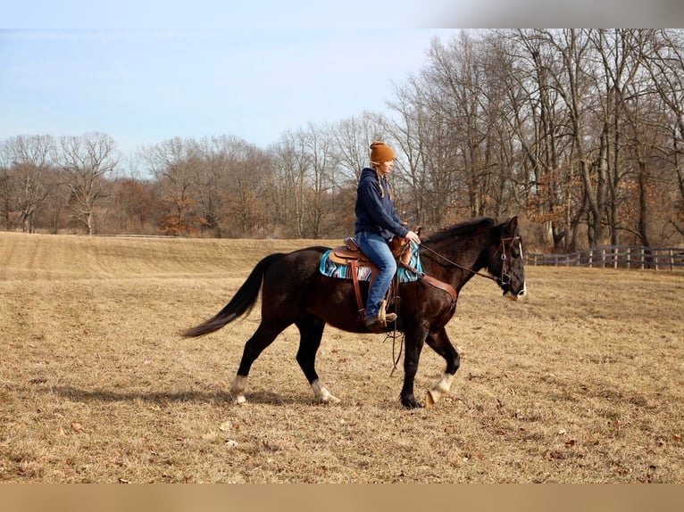 American Quarter Horse Gelding 13 years 14,2 hh Black in MO