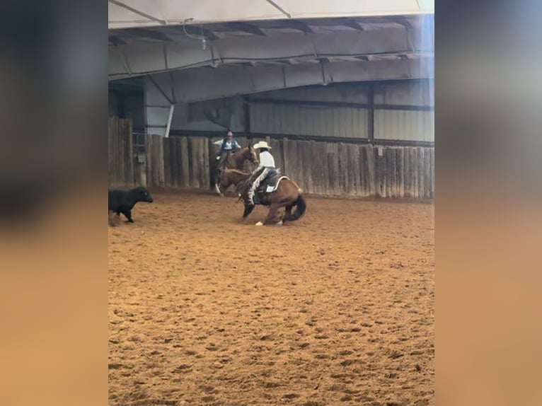 American Quarter Horse Gelding 13 years 14,2 hh Chestnut in Elk City OK