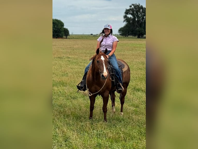 American Quarter Horse Gelding 13 years 14,2 hh Chestnut in Elk City OK
