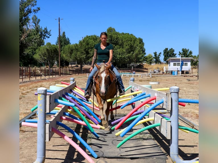 American Quarter Horse Gelding 13 years 14,2 hh Chestnut in Pleasant Grove CA