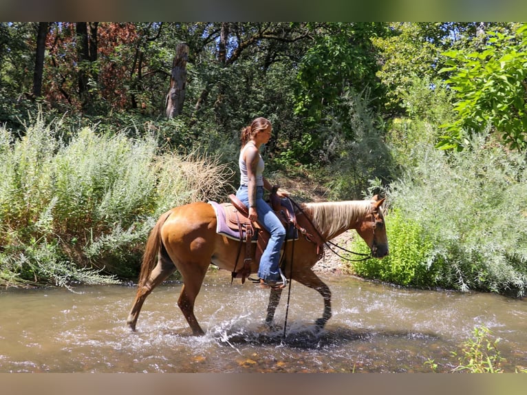 American Quarter Horse Gelding 13 years 14,2 hh Chestnut in Pleasant Grove CA