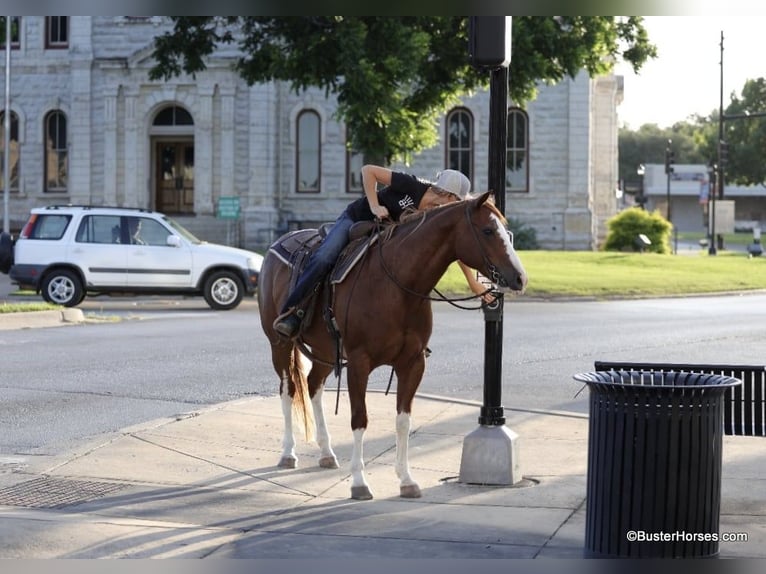 American Quarter Horse Gelding 13 years 14,2 hh Chestnut in Weatherford TX