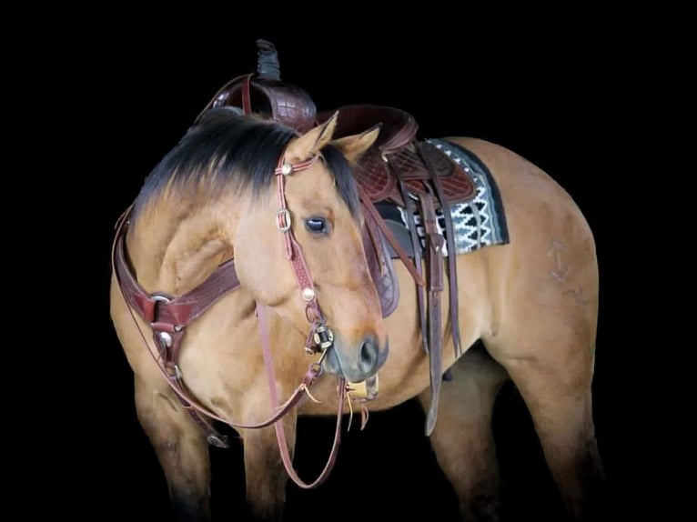 American Quarter Horse Gelding 13 years 14.2 hh Dun in Clarion