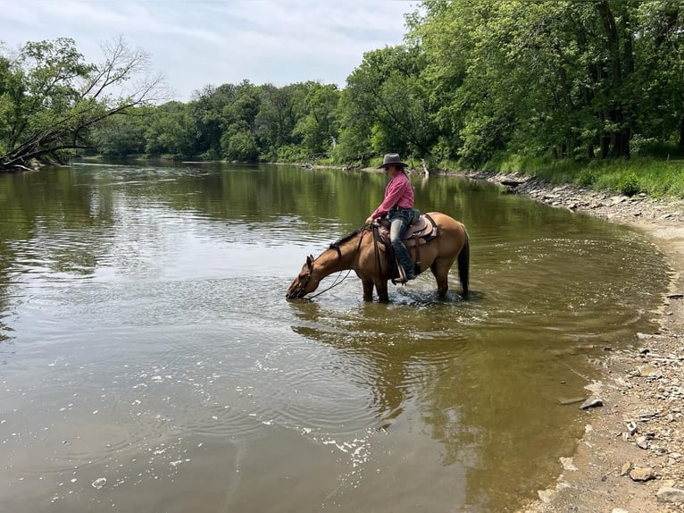 American Quarter Horse Gelding 13 years 14,2 hh Dun in Libson IA