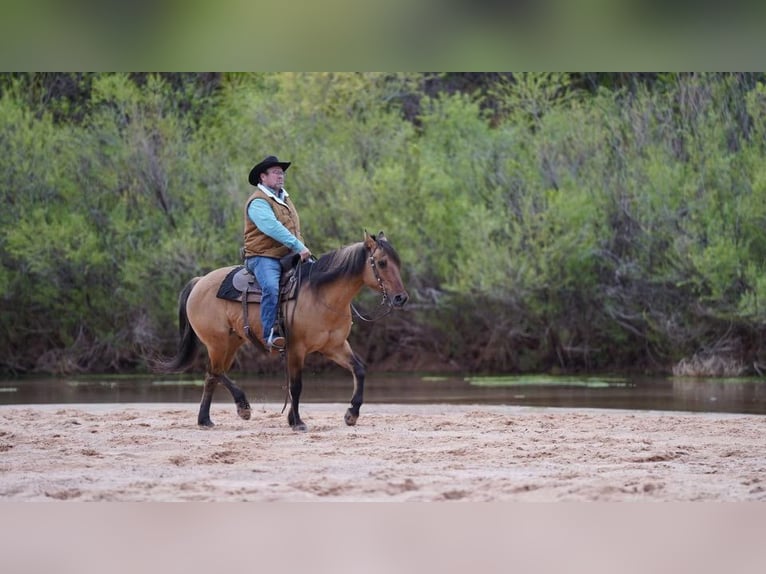 American Quarter Horse Gelding 13 years 14,2 hh Dun in Libson IA