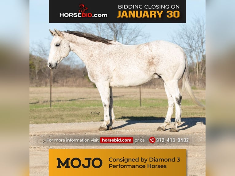 American Quarter Horse Gelding 13 years 14,2 hh Gray in Ravenna, TX